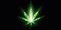 cbd-cannabis